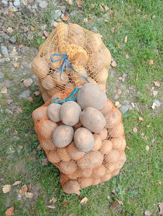 Ziemniaki vineta 1zl/kg