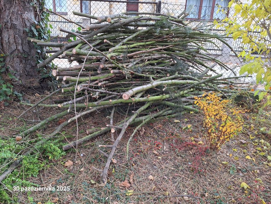 Oddam za darmo gałęzie