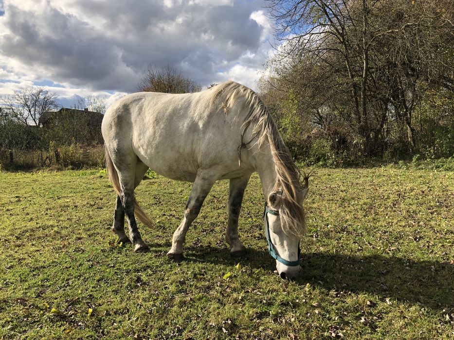 Продається кобила