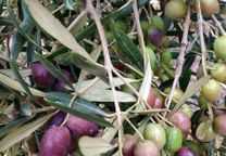 Venda de azeitona