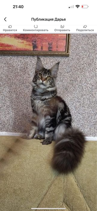 Мейн кун чорний дим киця із проф розплідника