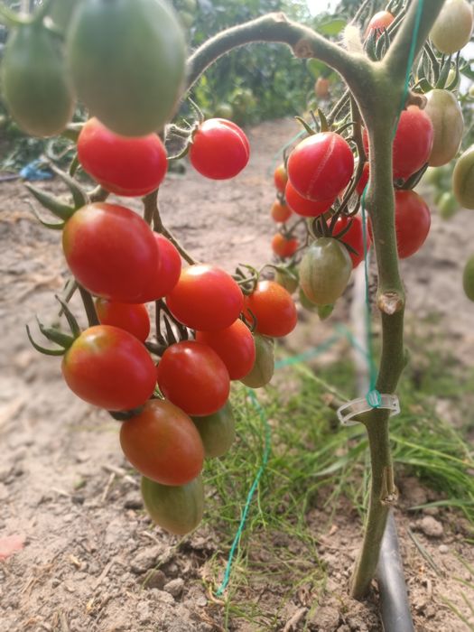 Pomidory bezpośrednio od rolnika uprawiane na oborniku dostawy RWS