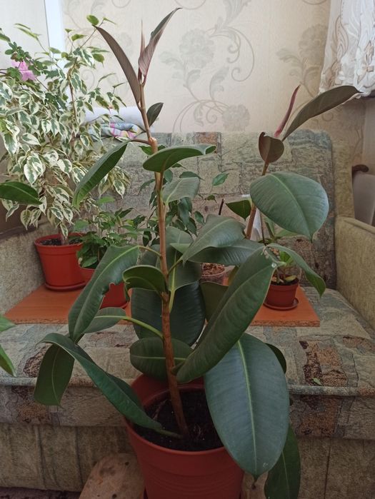 Фікус широколистий