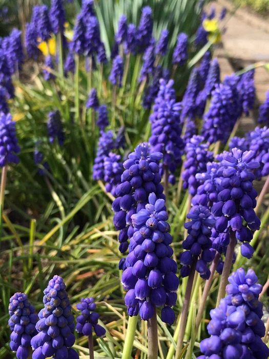 мускарики гіацинт