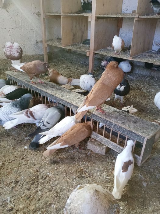 Gołębie gołąb,,,