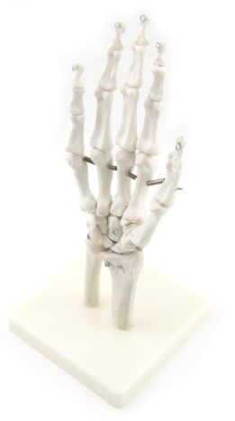 Макет кости руки человека медицинский анотамический