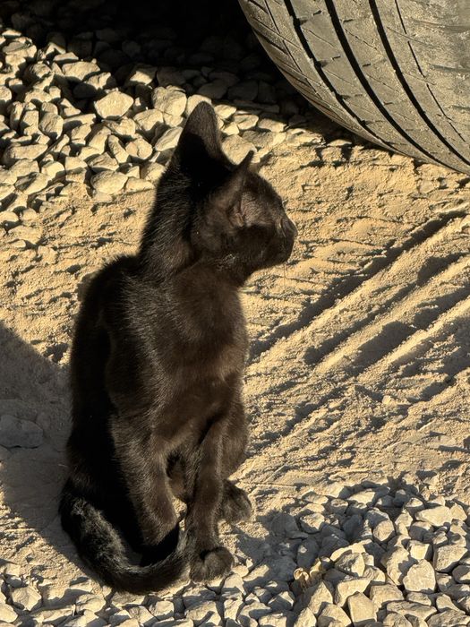 Gatinhos para adopção