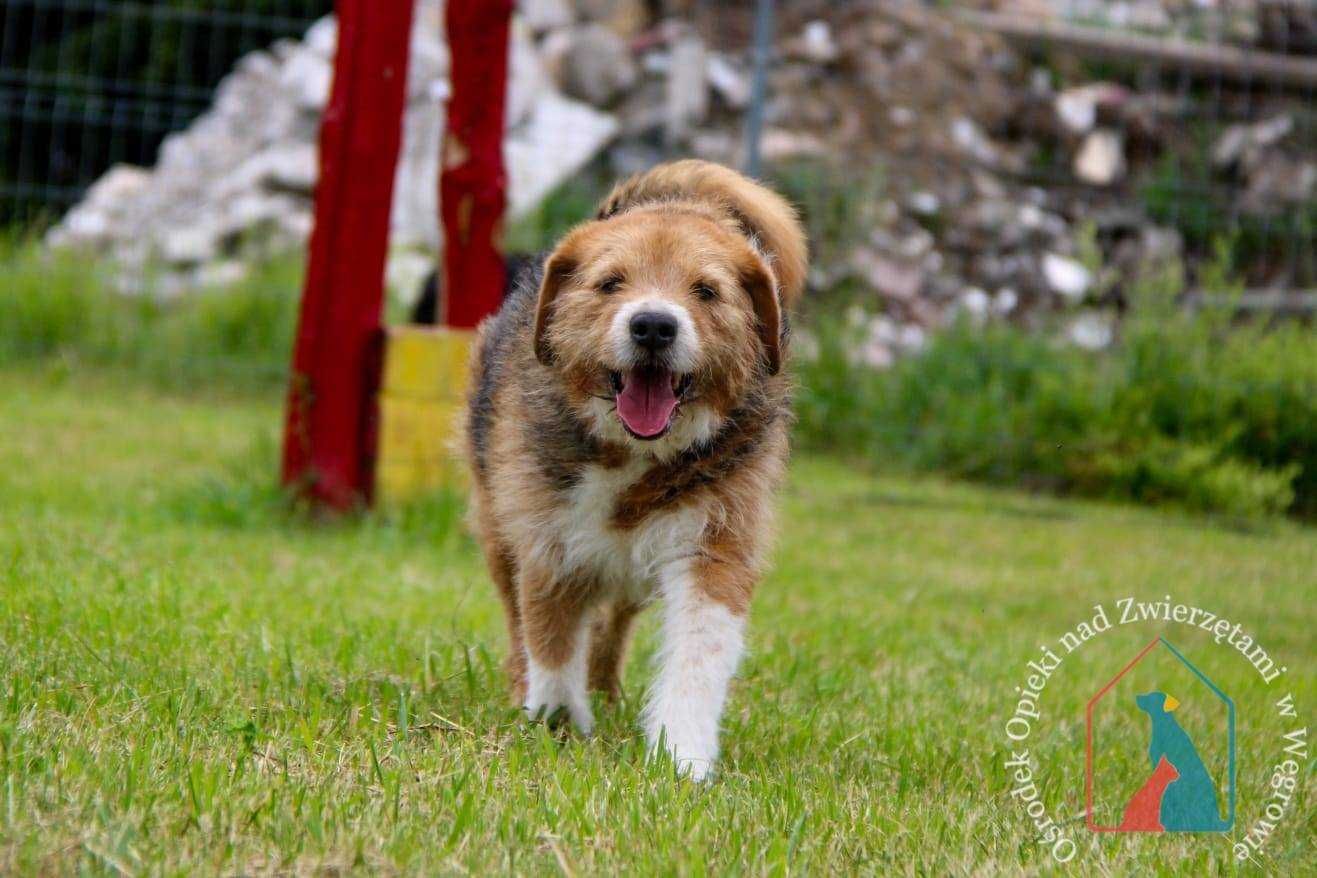 ŚLICZNY, ŁAGODNY, oddany - kocha ludzi, lubi bawić się piłką ADOPTUJ