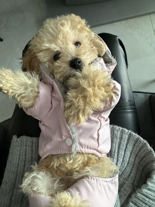 Дівчинка мальтіпу ф1