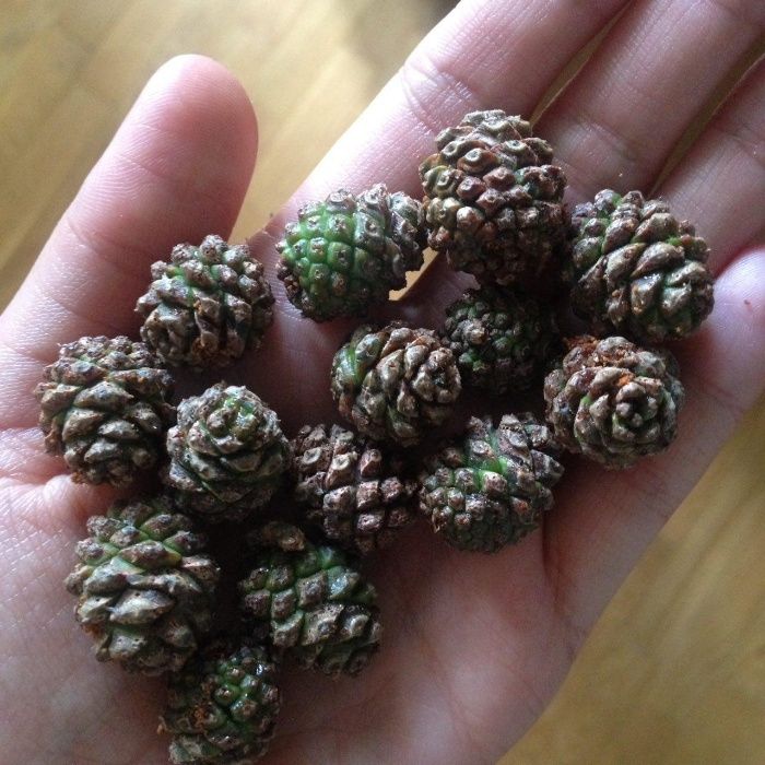 Сироп з молодих соснових шишок- врожай 2025 OLX доставка