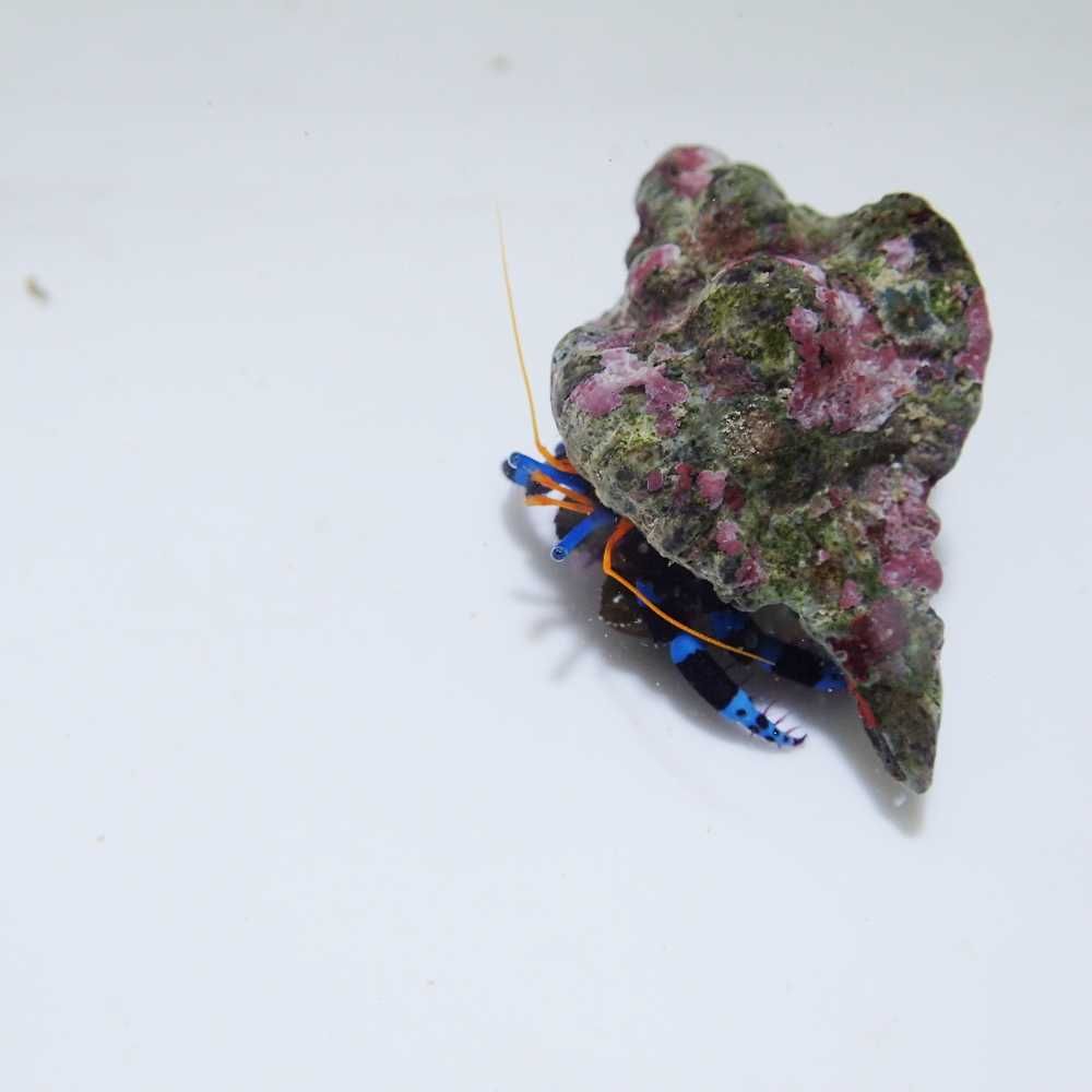 Calcinus elegans (niebieskonogi) - krab pustelnik - akwarium morskie