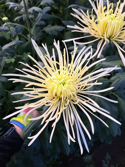 Chryzantemy cięte cremist