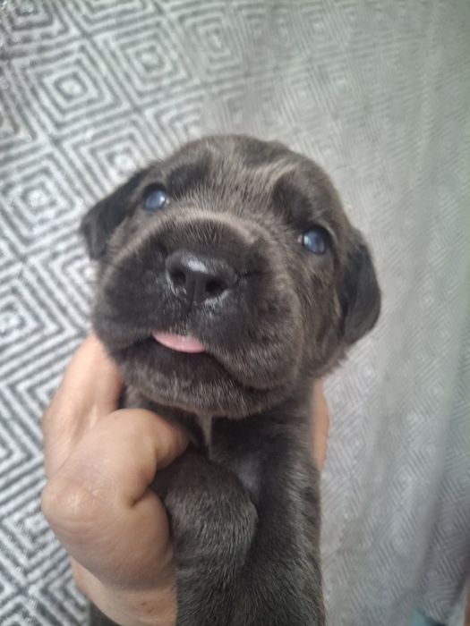 Бронювання цуценят кане-корсо