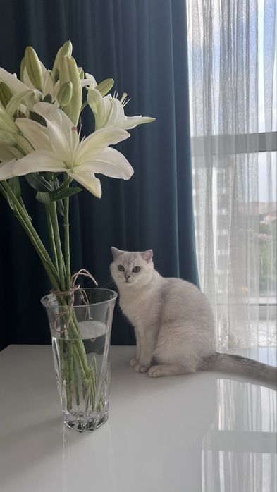 кошеня британська короткошерста срібна шиншила