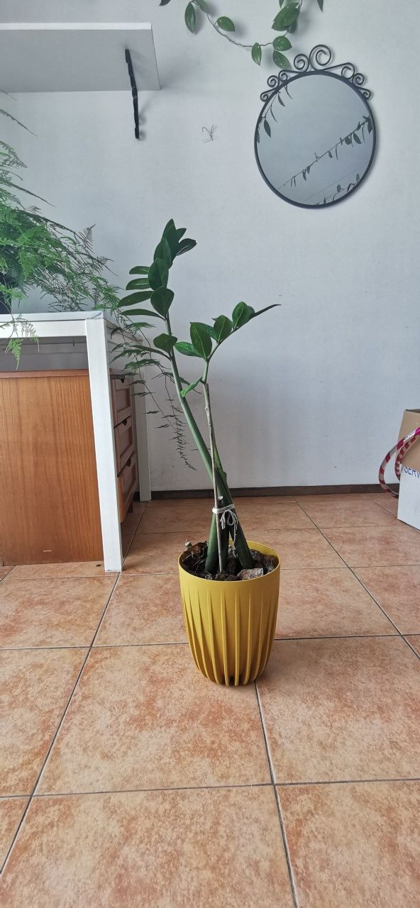 Várias plantas de interior e exterior