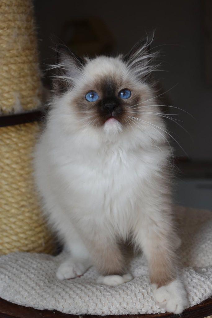 Blue Dolls Feliks – kocurek ragdoll seal mitted gotowy do odbioru