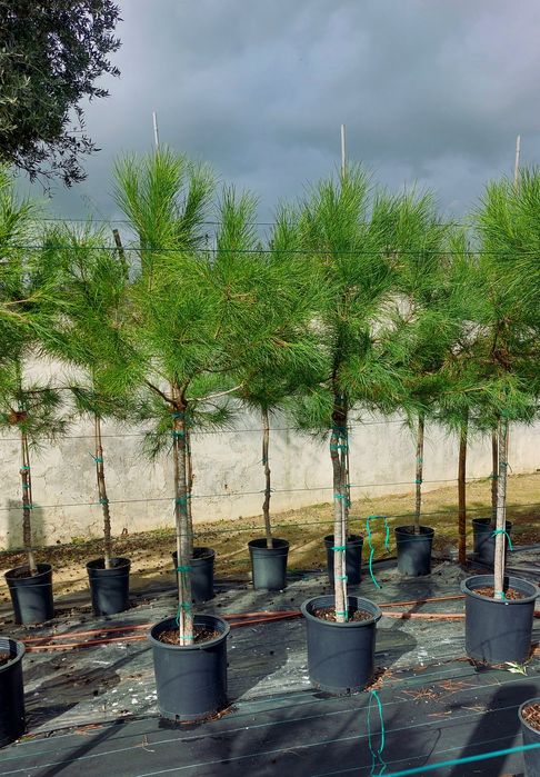 Lote 10 pinheiros mansos 1.70/1.90 Entrega incluída
