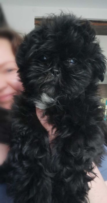 Piękny samiec shih-tzu 1 na milion wyjatkowy piesek Jango