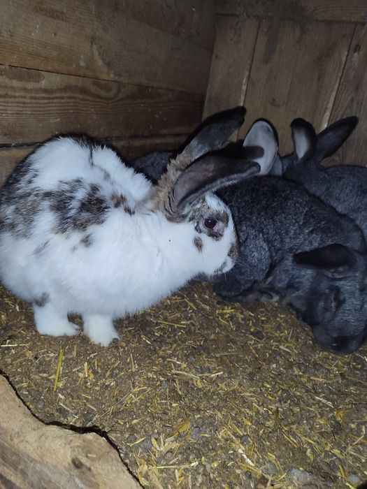 Домашнє м'ясо курей та кролика