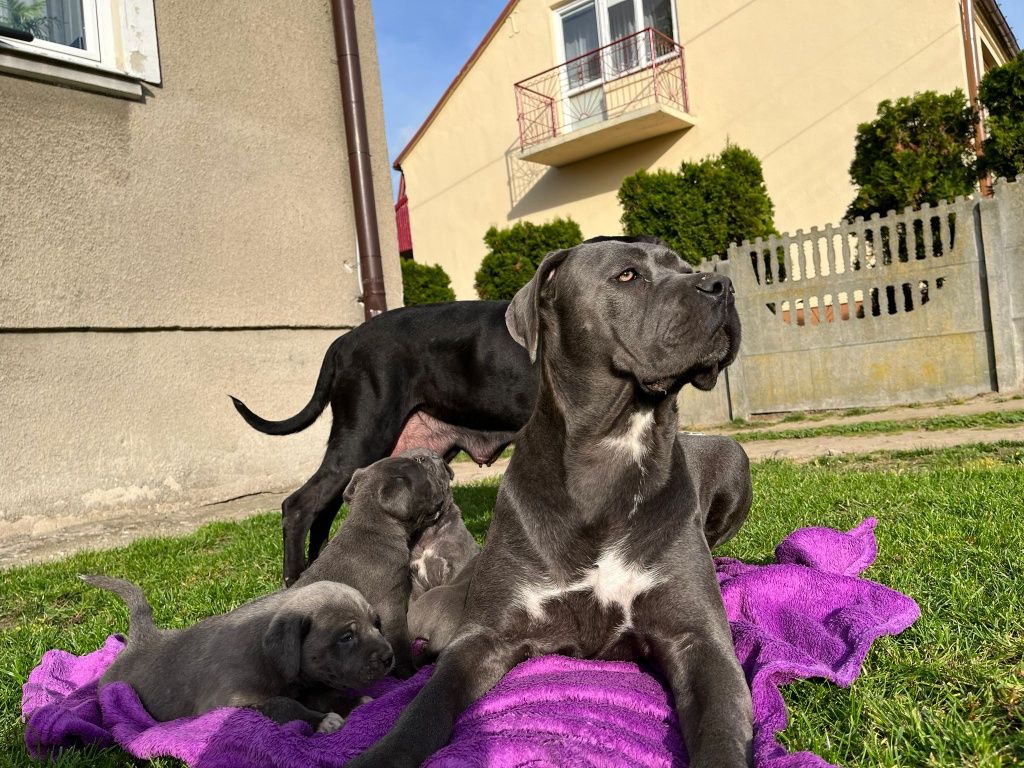 Cane Corso wzorowa suczka