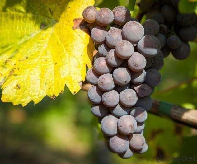 Winogrono ciemne na sok lub wino ok 20 kg