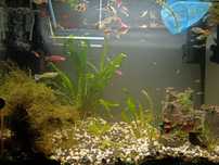 Gupiki, danio, kiryski