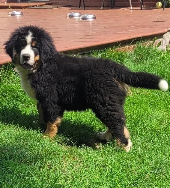 Szczeniak Bernenski Pies Pasterski z rodowodem ZKwP