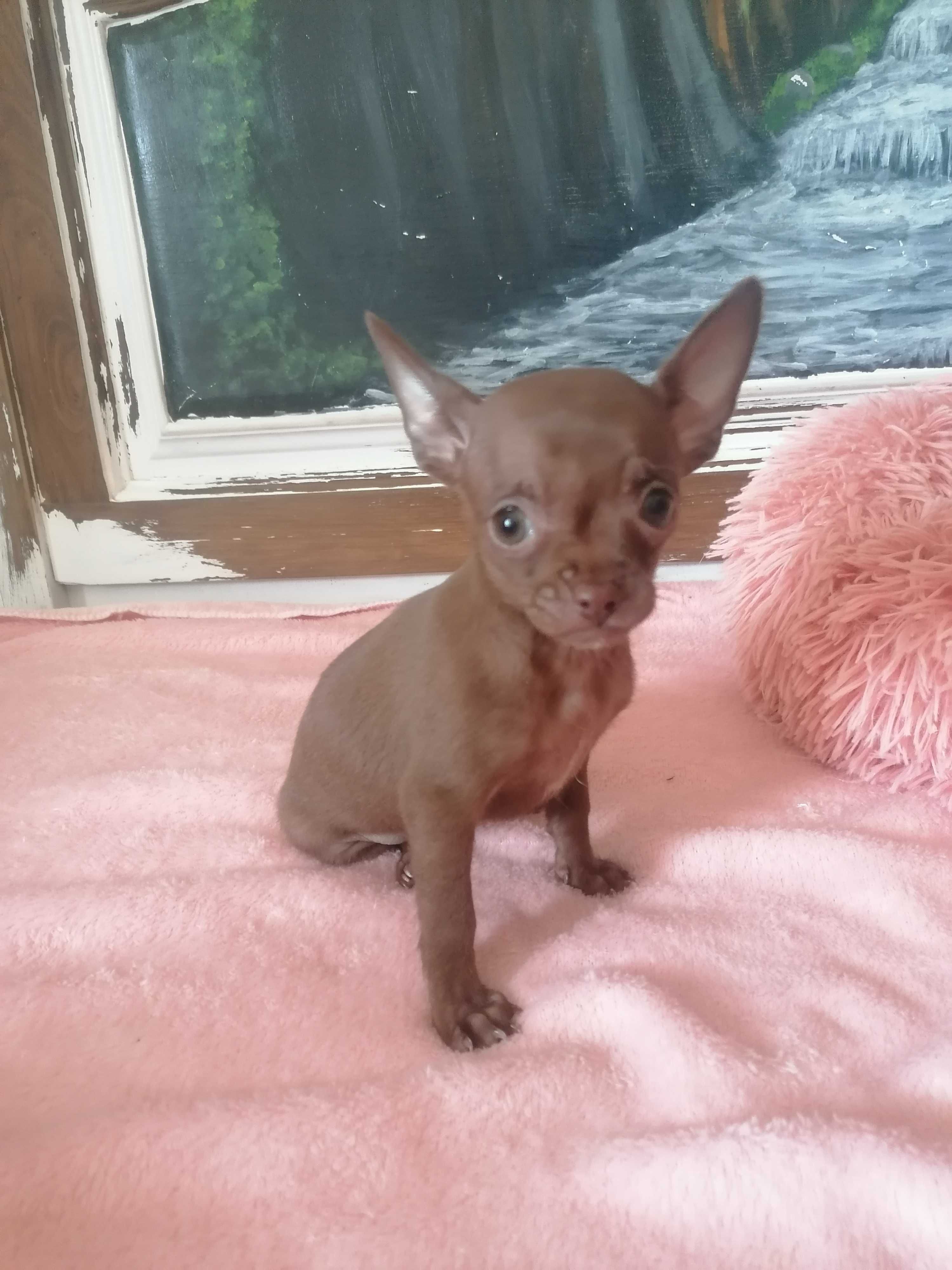 Chihuahua Femea Chocolate