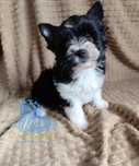 York piesek WITO Black & White Yorkshire Terrier -dostępny