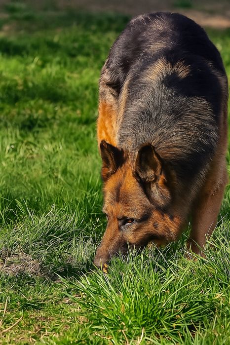 Owczarek Niemiecki Długowłosy- zapraszamy do rezerwacji maluchów!