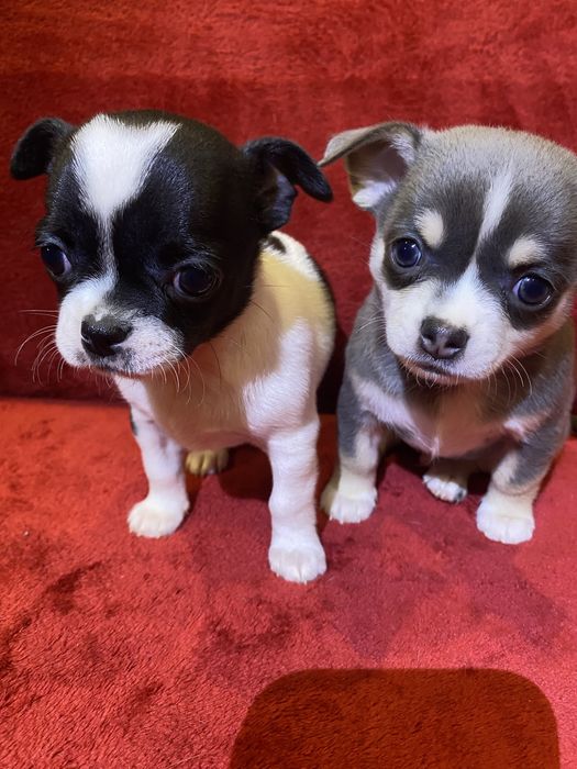 Цуценята чихуахуа