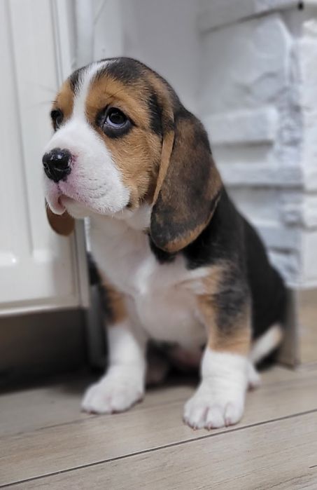 Beagle Śliczny Tricolorek