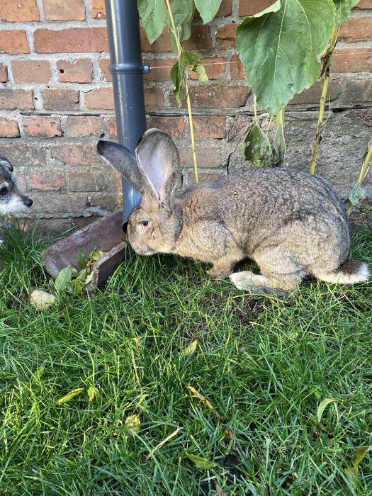 Olbrzym Belgijski samiec