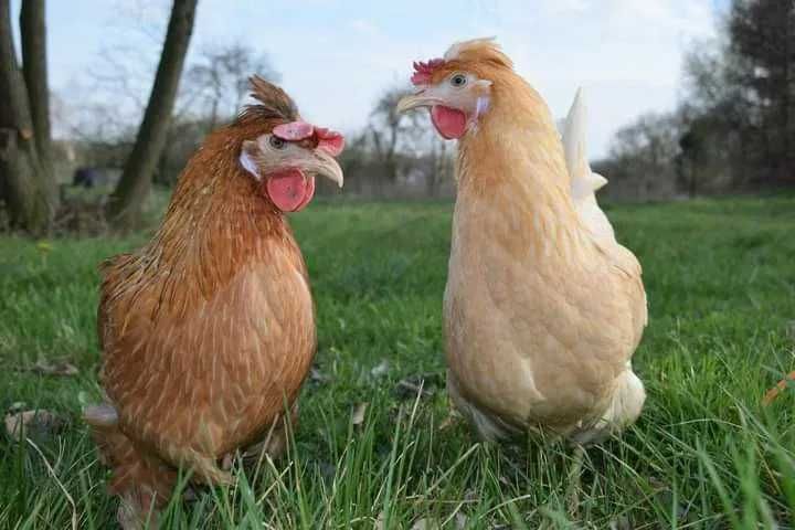Kury nioski Rosa z  jajkiem