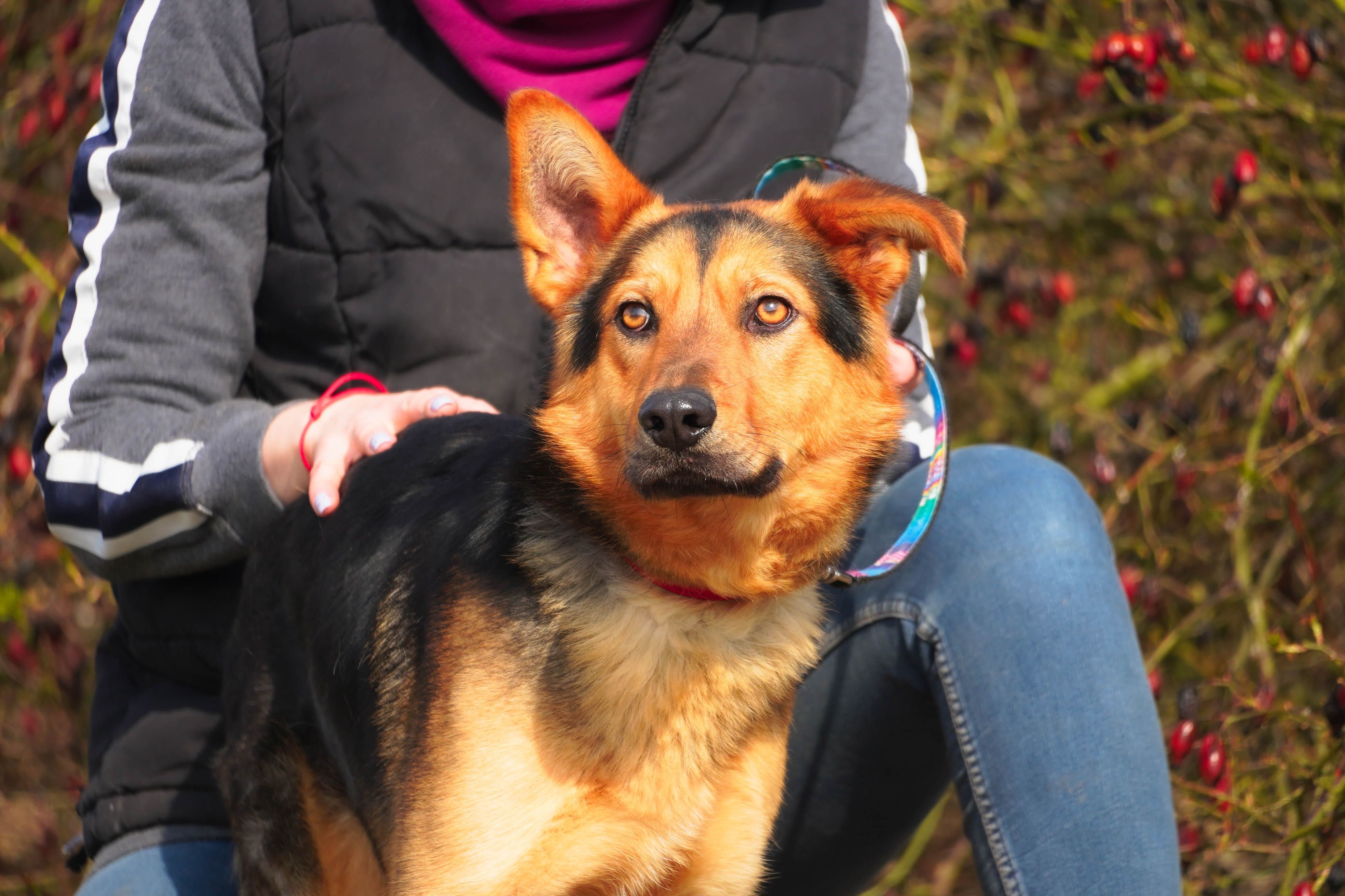 Bark młody super psiak czeka na dom