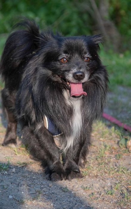 Hobi, puchaty szuka chaty