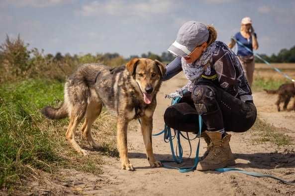 Spokojny łagodny Drago szuka domku