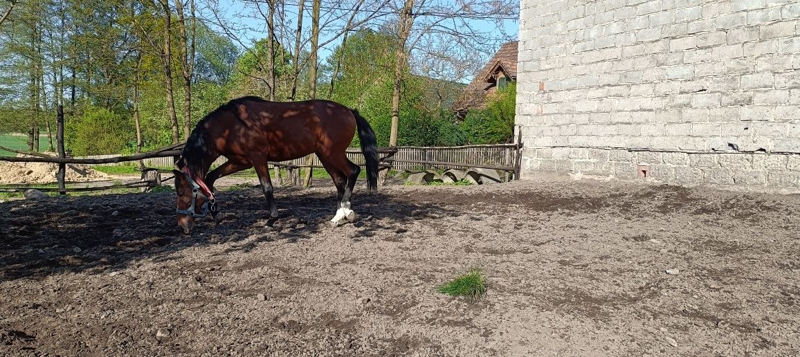 Ogier po Holszczyńskim ojcu