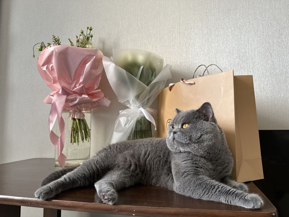 Вязка с лучшим котом Украины ! Шотландский кот прямоухий