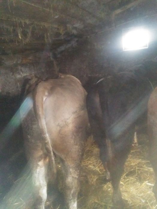 Sprzedam byki i krowę