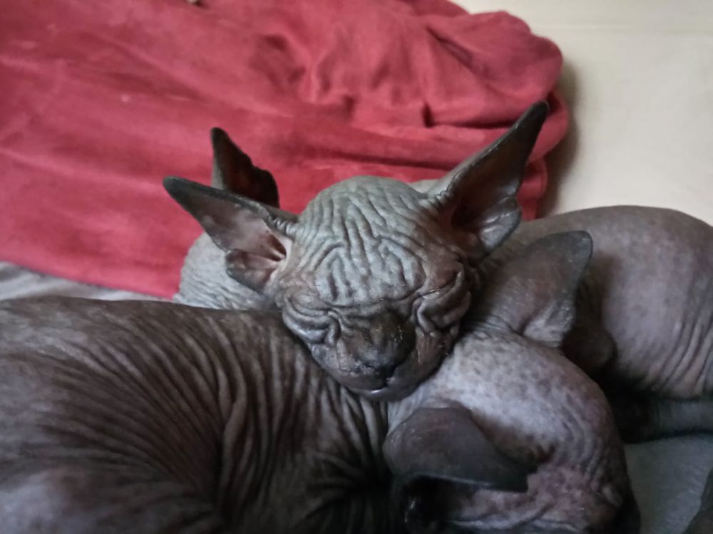 Sfinks Sphynx • Misz Masz • NAJWIĘKSZy PRZYTULANEK W-wa Mokotow