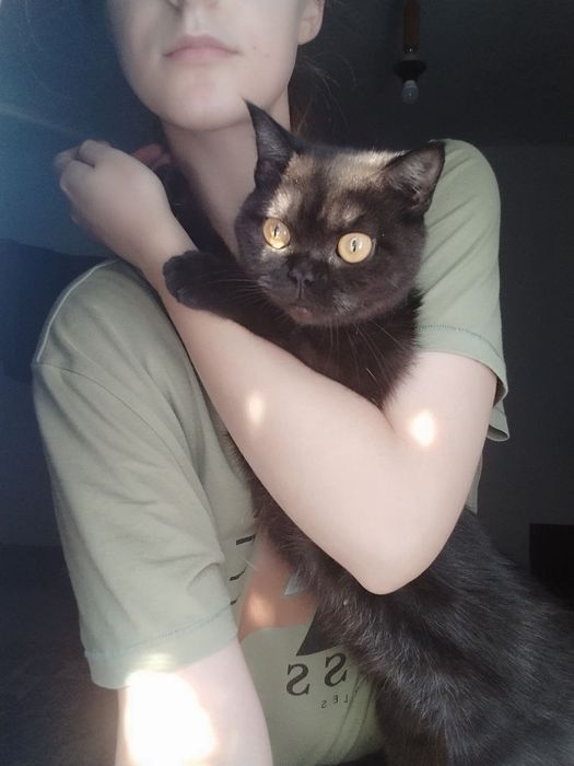 Шотландські плюшеві кошенята