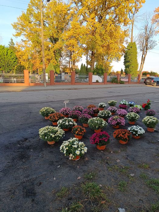 Chryzantemy drobnokwiatowa