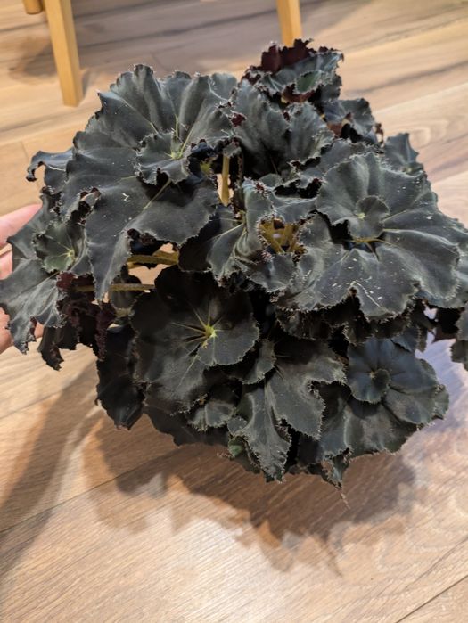 Бегония Black mamba