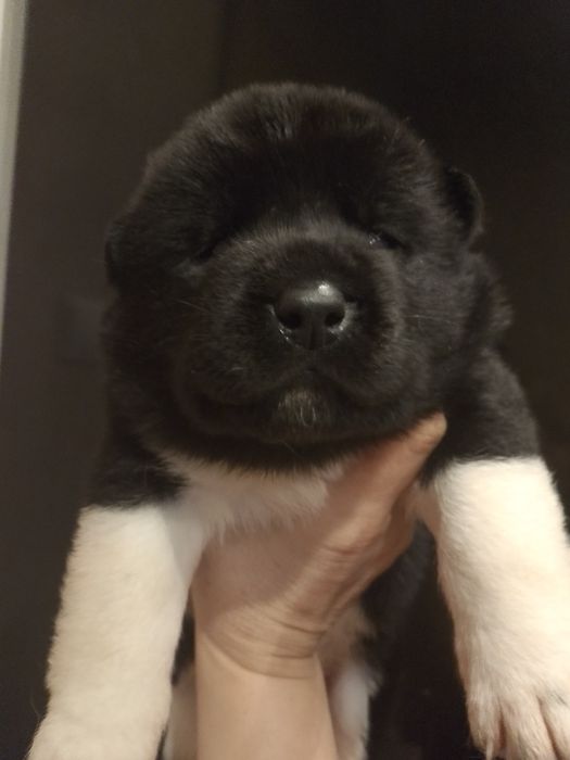 Akita American szceniak