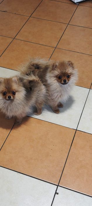 Szpic miniaturowy, pomeranian - dwie suczki