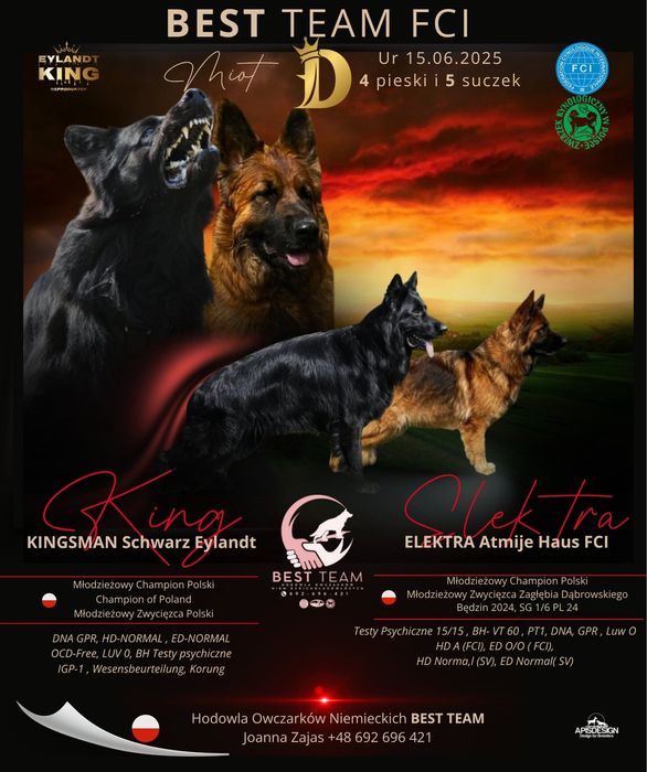 Ostatnia wolną mocna sunia potęga szczeniak owczarek niemieckiego