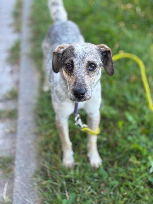 Polo śliczny psiak do adopcji