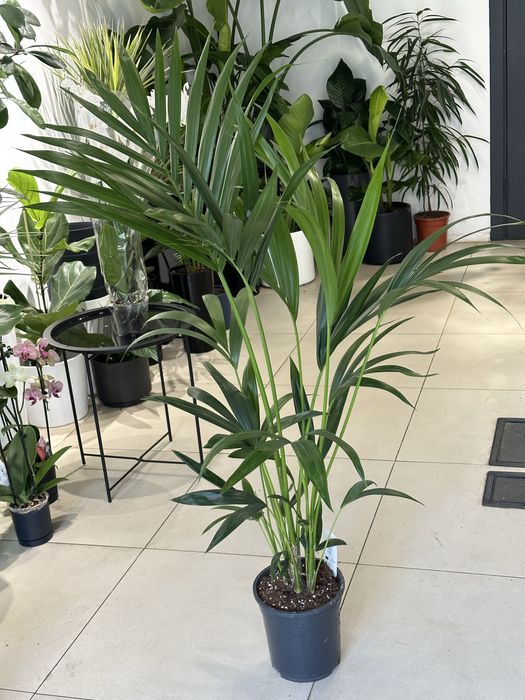 Пальма Ховея h120 см