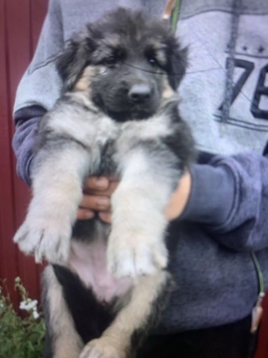 Цуценята Німецької вівчарки